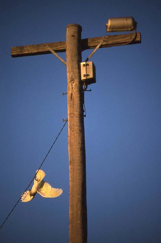 WT 0400 061-12 Australia.jpg